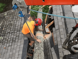 forestry mulching in west union