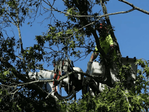 {{ custom_values.service_3 }} in {{custom_values.area_3})