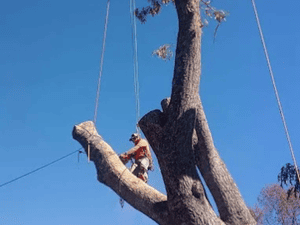 forestry mulching in west union