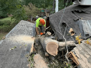 tree trimming in west union
