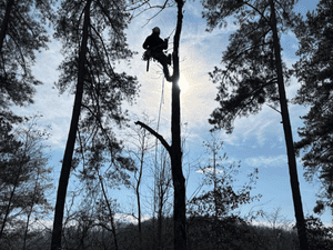 {{ custom_values.service_1 }} in {{custom_values.area_2})