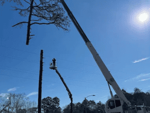 tree trimming in west union