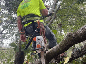 tree removal in seneca