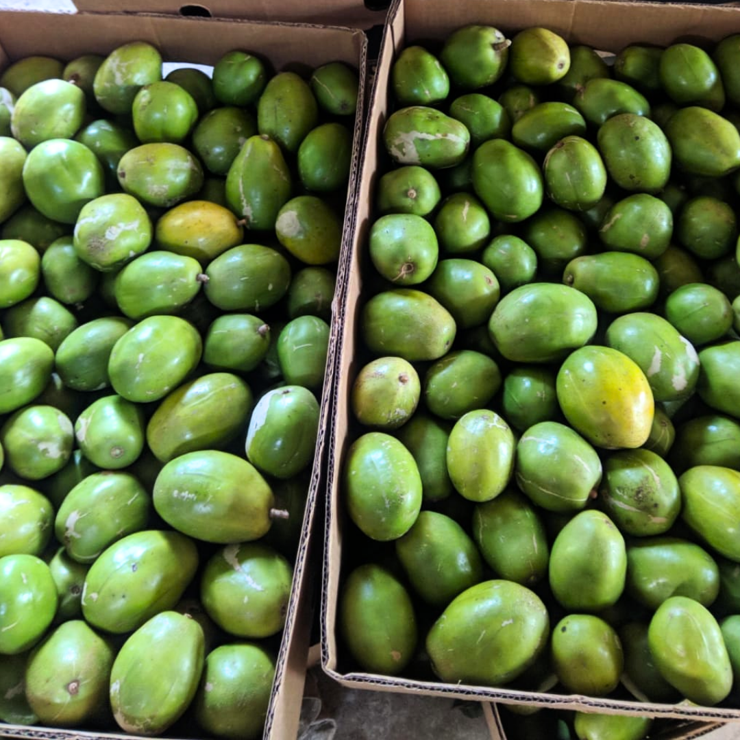 Jumbo June Plum