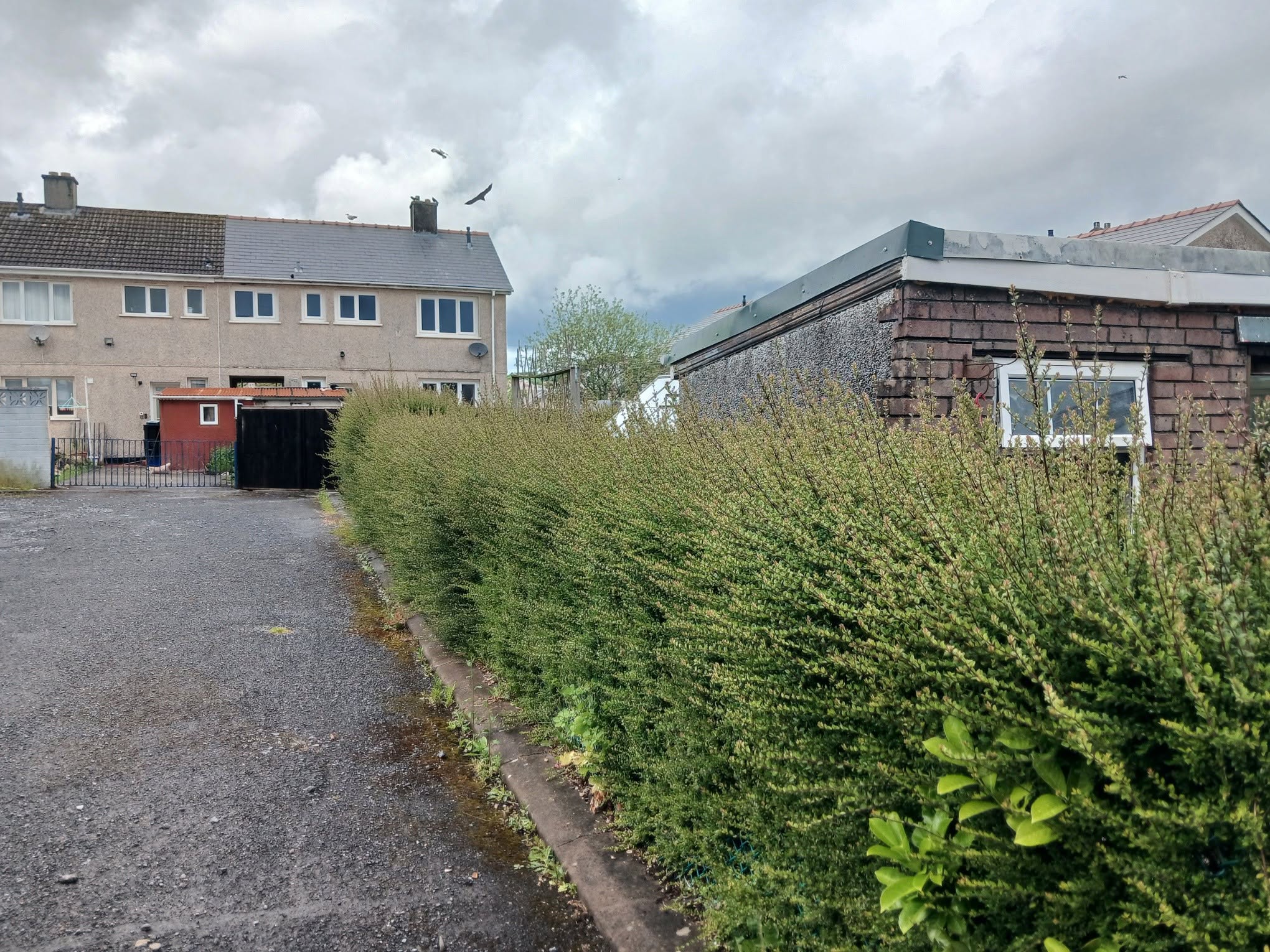 Overgrown front garden before hedge trimming and professional maintenance by Valleys Edge in Cardiff