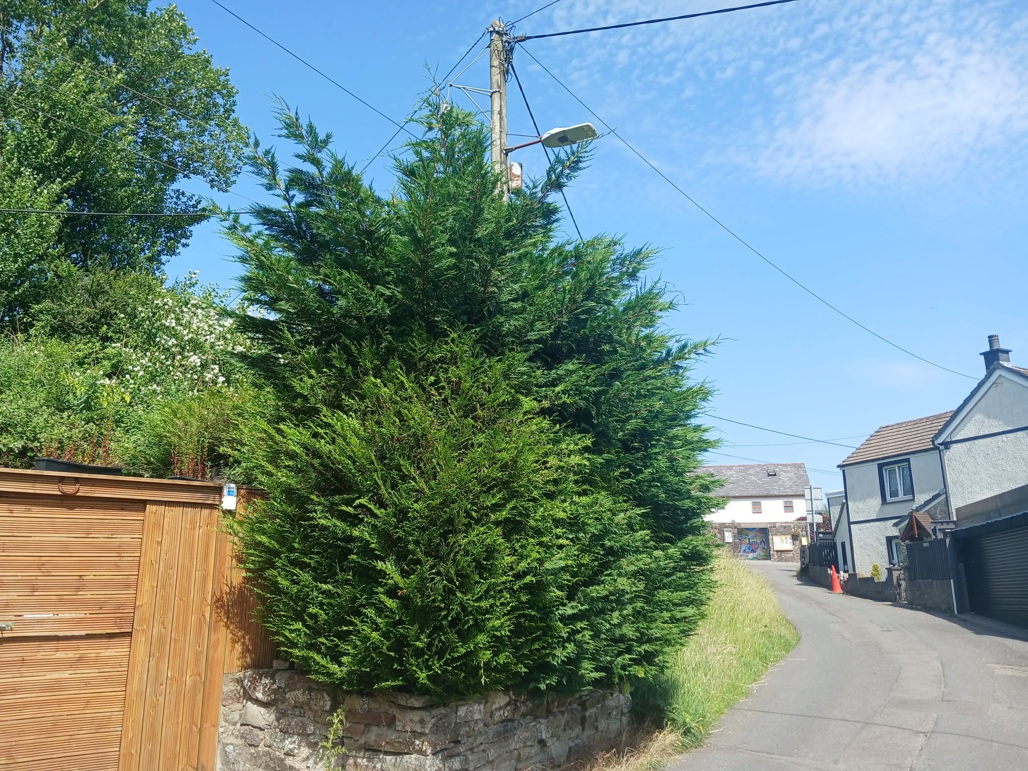 Garden before a professional seasonal tidy-up by Valleys Edge in Cardiff