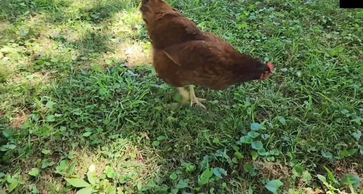Golden Comet hen with a red comb walking through clover and grass Golden Comet hen with a red comb walking through clover and grass
