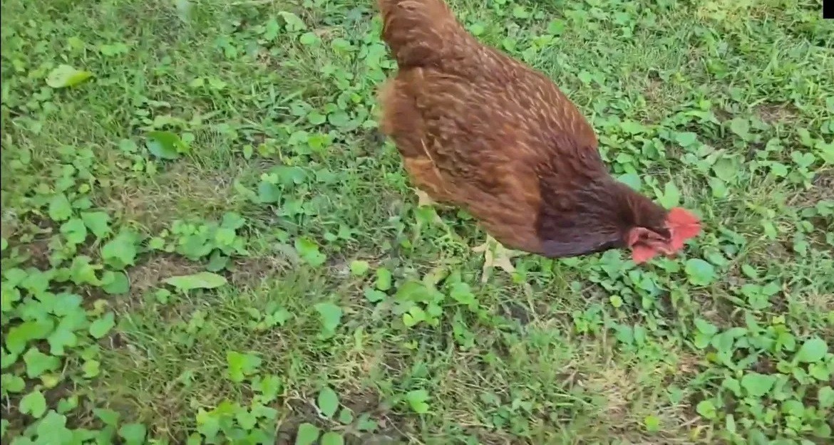 Reddish-brown Golden Comet hen foraging in a grassy backyard Reddish-brown Golden Comet hen foraging in a grassy backyard