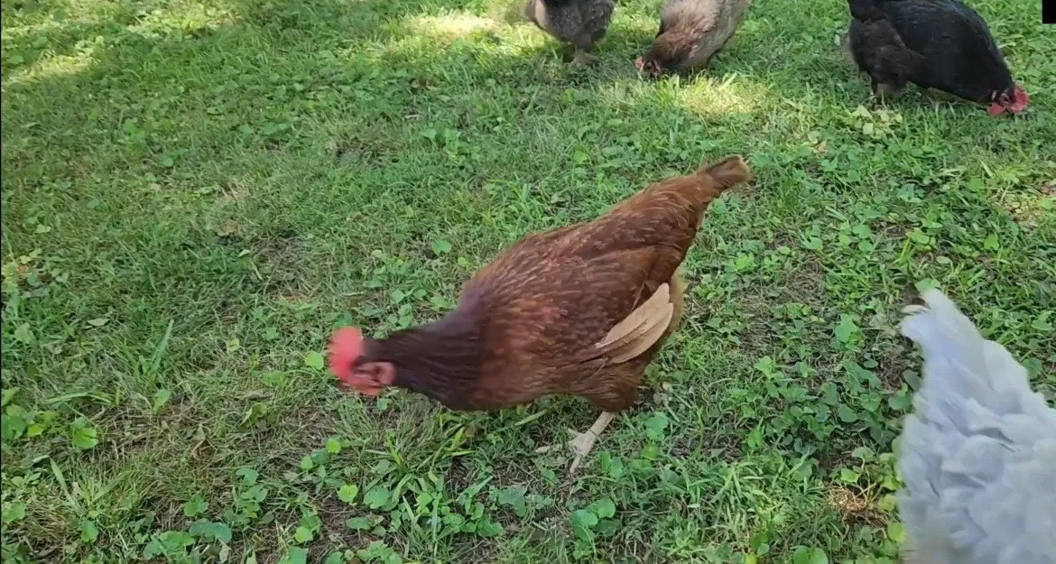 Golden Comet hen foraging with a mixed backyard flock of gray, black and white hens Golden Comet hen foraging with a mixed backyard flock of gray, black and white hens