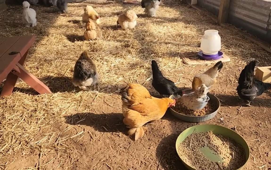 Backyard hens and bantams eating from feed pans in Donna's straw-covered chicken run Backyard hens and bantams eating from feed pans in Donna's straw-covered chicken run