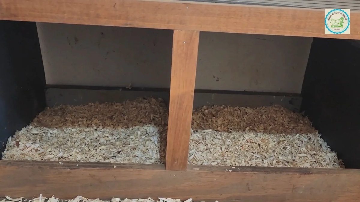 Two empty wooden nest boxes with fresh pine shavings in Donna's chicken coop Two empty wooden nest boxes with fresh pine shavings in Donna's chicken coop