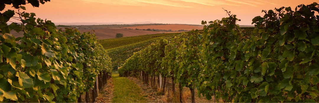 Case Studies Fruit Tree Trials grown with EM-1® Microbial soil conditioner