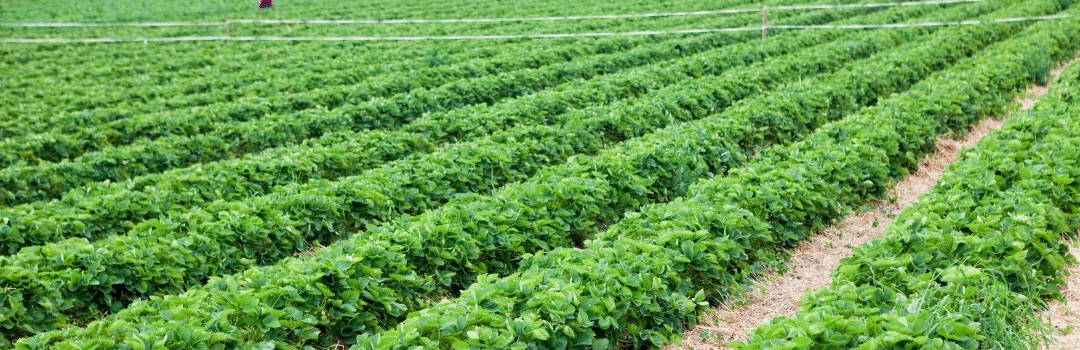 Case Studies Fruit Tree Trials grown with EM-1® Microbial soil conditioner