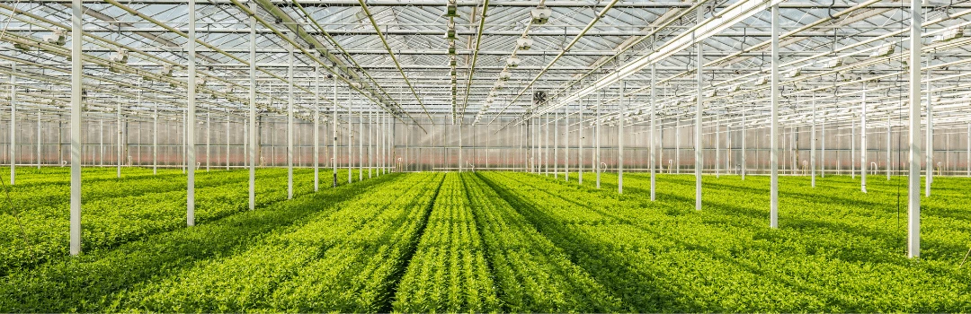 Case Studies Fruit Tree Trials grown with EM-1® Microbial soil conditioner