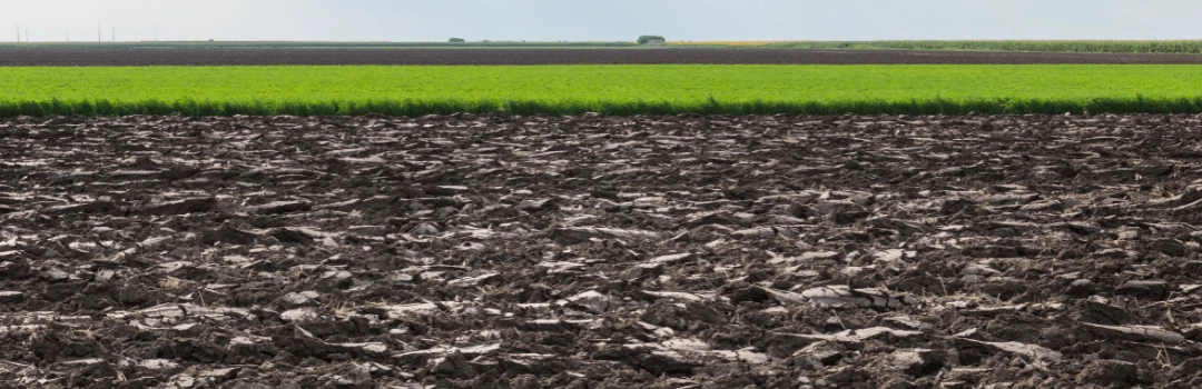 Case Studies Fruit Tree Trials grown with EM-1® Microbial soil conditioner
