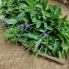 Native plant