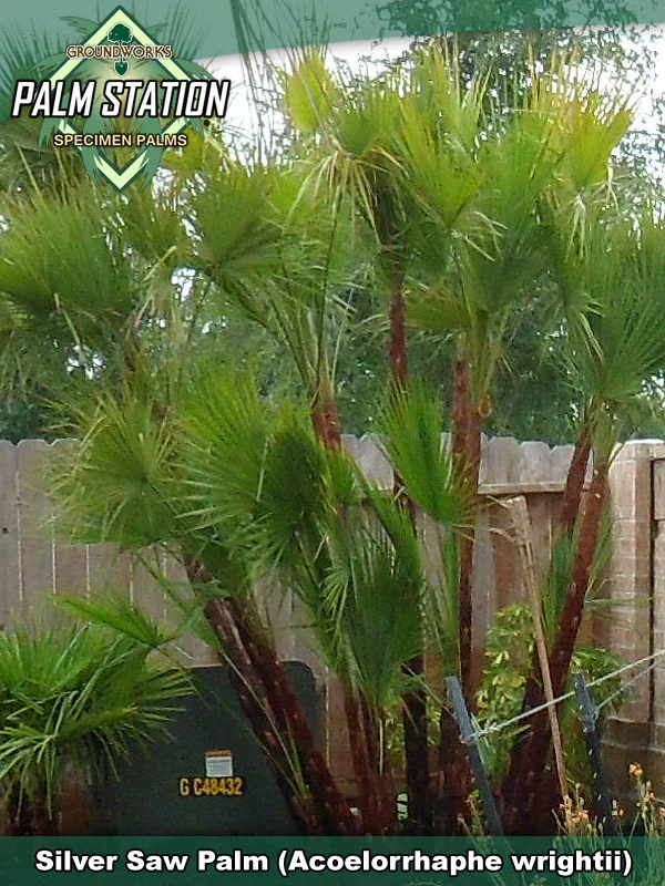 Tropical Plant Selection