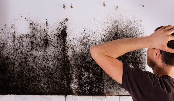 Hollidaysburg Mold Remediation