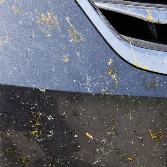 Bug mark damage covered by the ceramic coating warranty