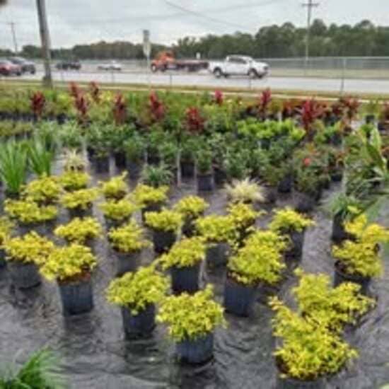 Nursery Tampa