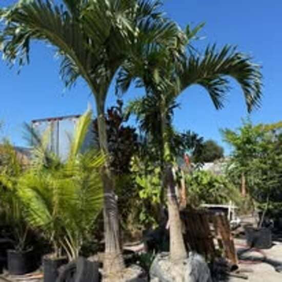 Planting Tampa