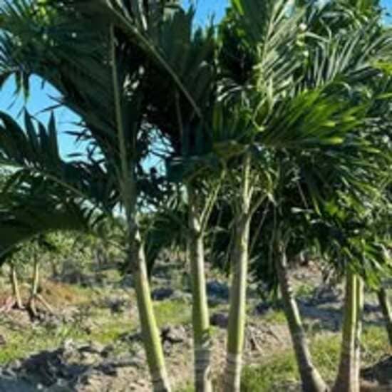 Landscaping Tampa