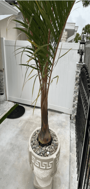 Citrus Park Landscaping