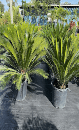  Planting