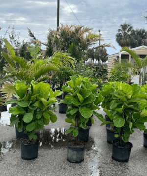 Landscaping Tampa