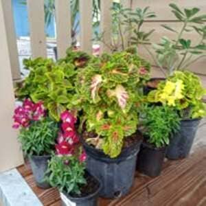 Nursery Tampa