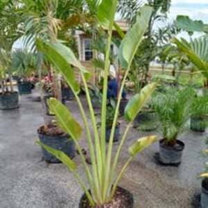 Planting Tampa