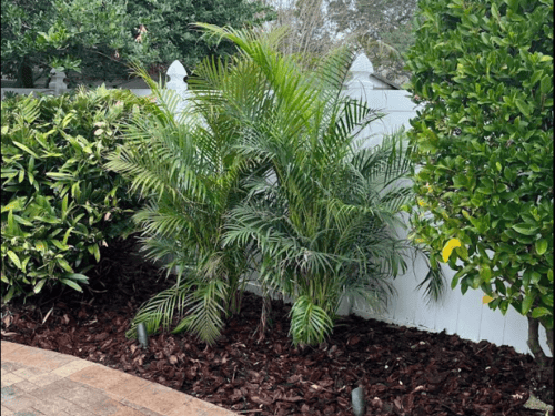 Planting in Tampa
