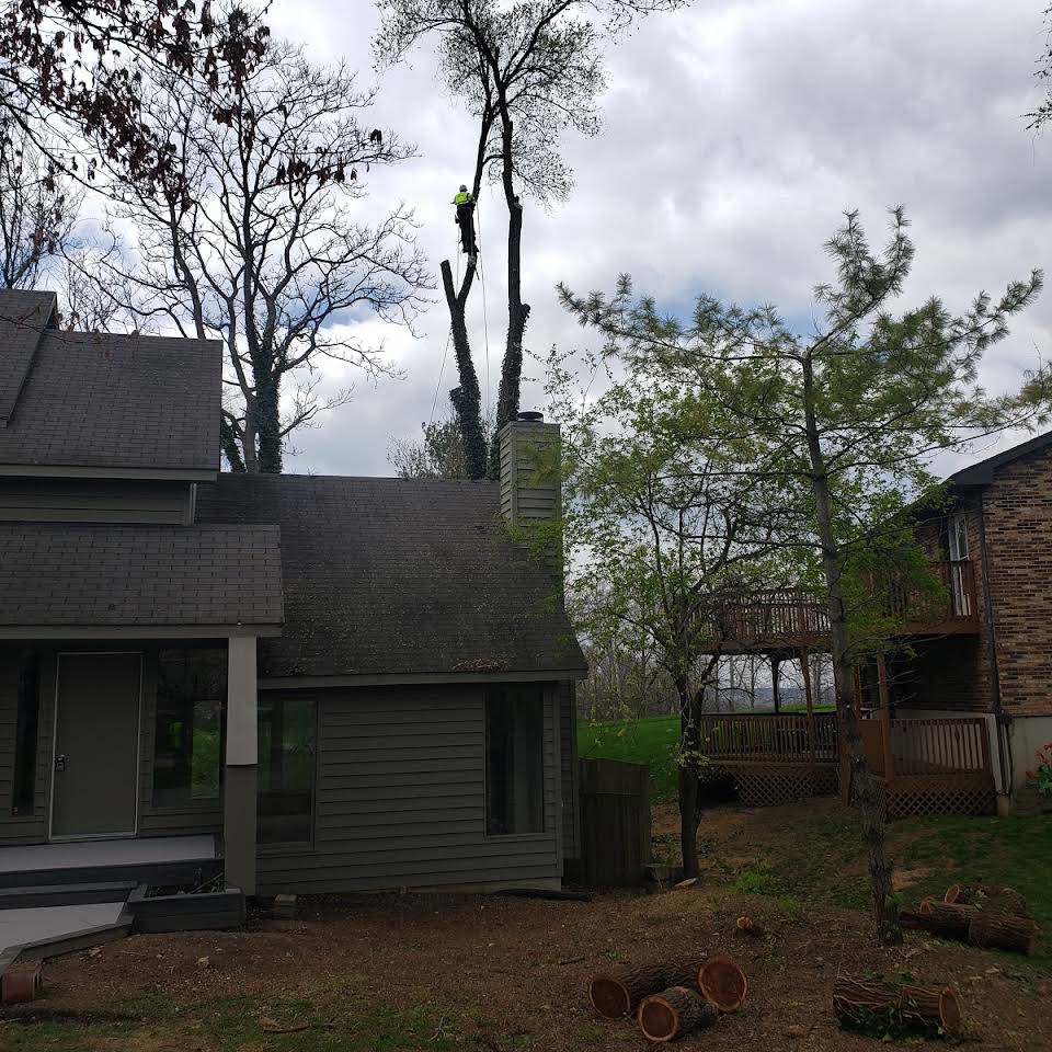 to American Tree Cutter's & Landscaping! We are the premier tree removal, tree trimming