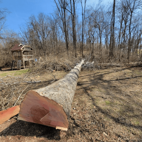 to American Tree Cutter's & Landscaping! We are the premier tree removal, tree trimming