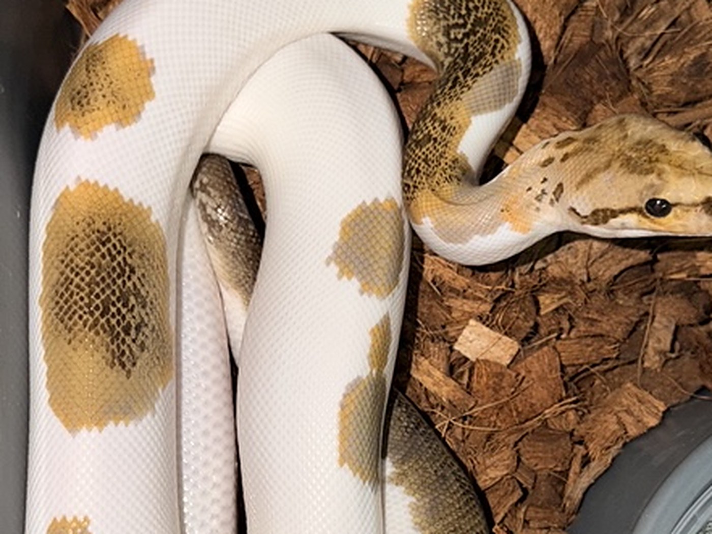 Piebald ball python in the collection