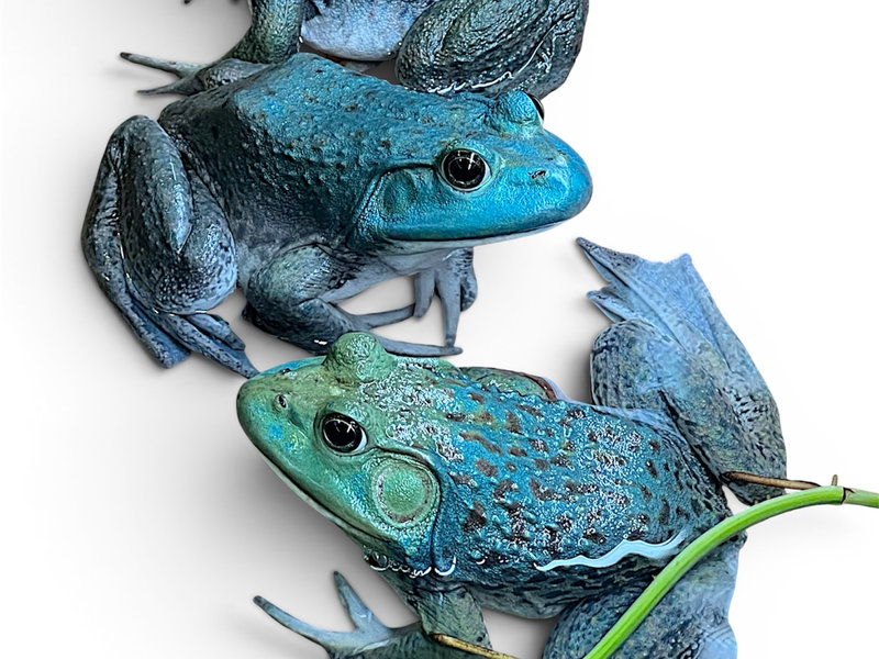 Axanthic American bullfrog
