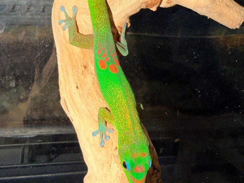 Gold dust day gecko