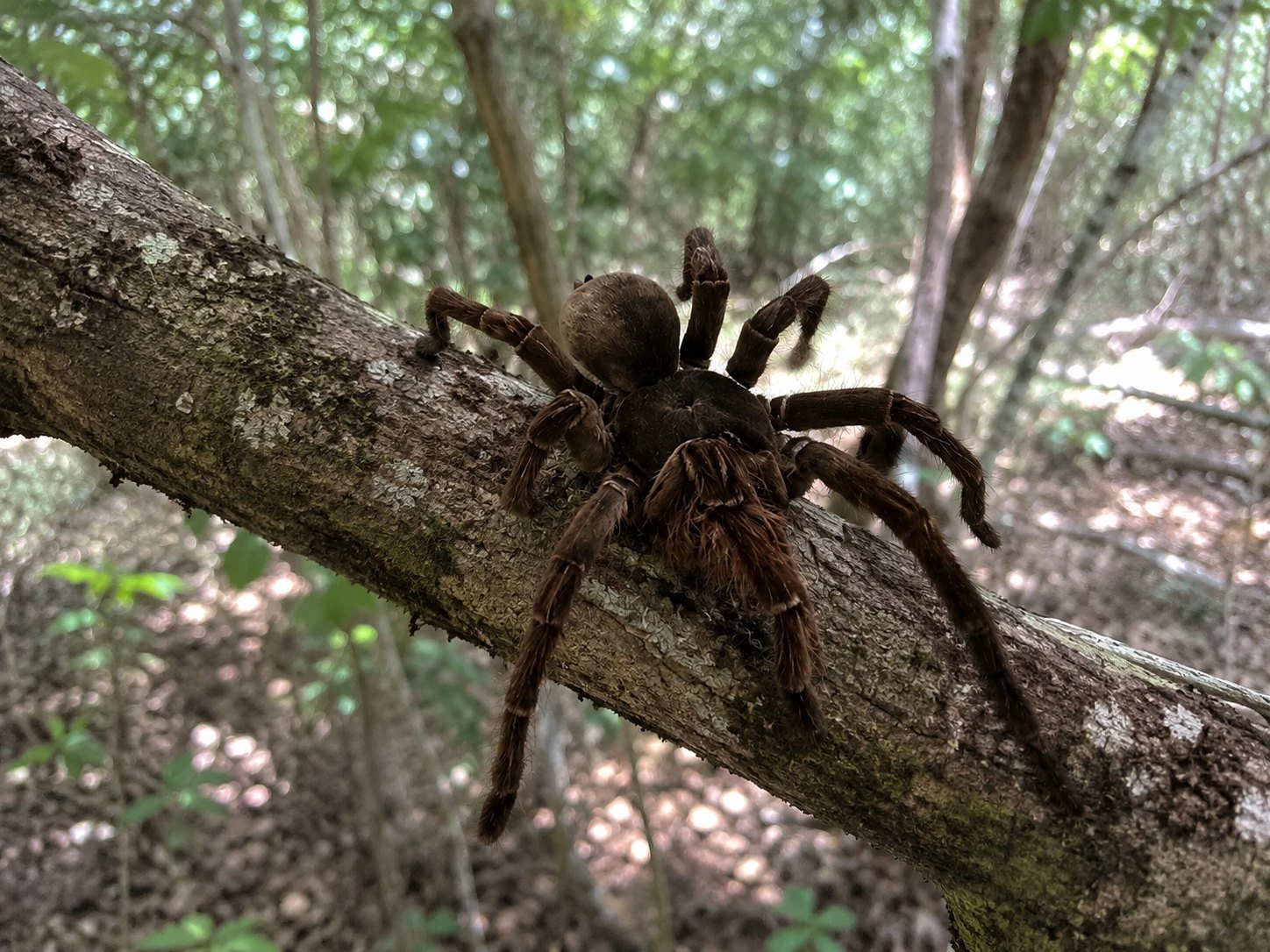 Goliath birdeater tarantula