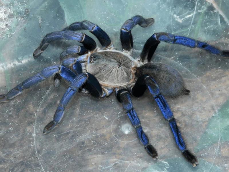 Cobalt blue tarantula