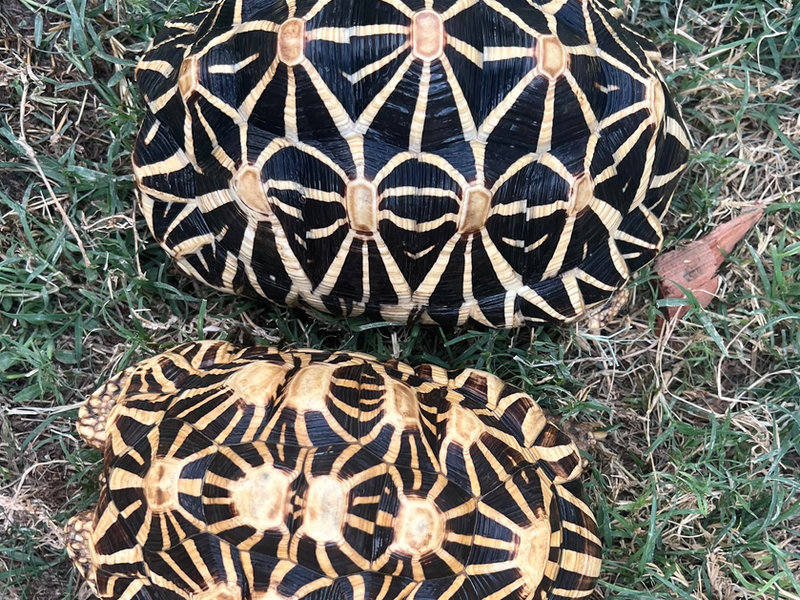 Indian star tortoise, one of the most heavily trafficked tortoises in the world