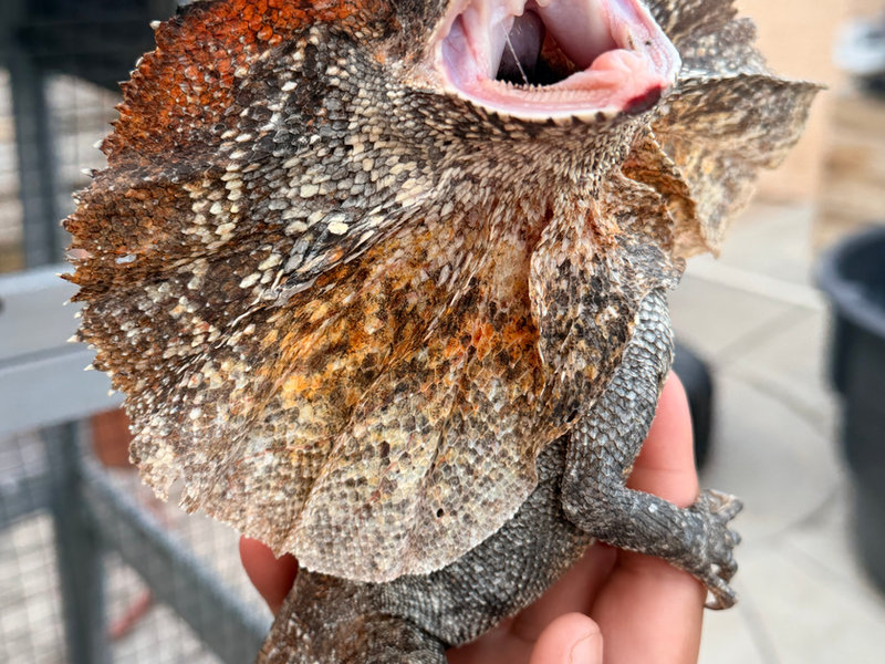 Frilled dragon