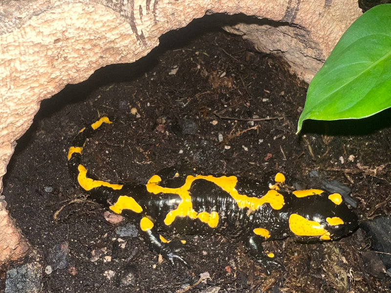 Fire salamander