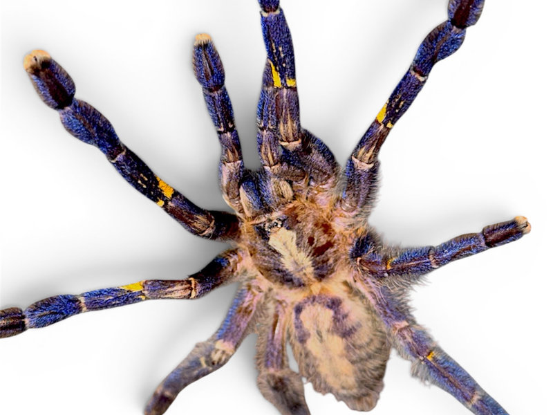 Gooty sapphire ornamental tarantula