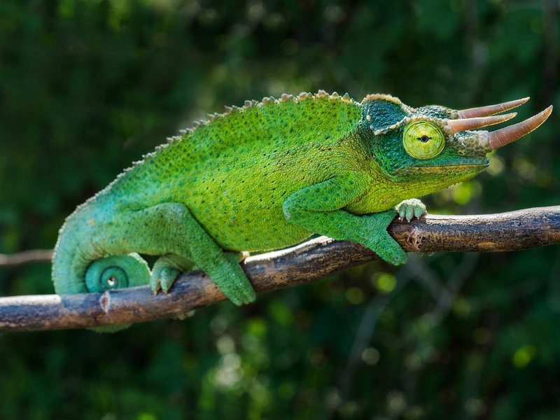 Jackson's chameleon
