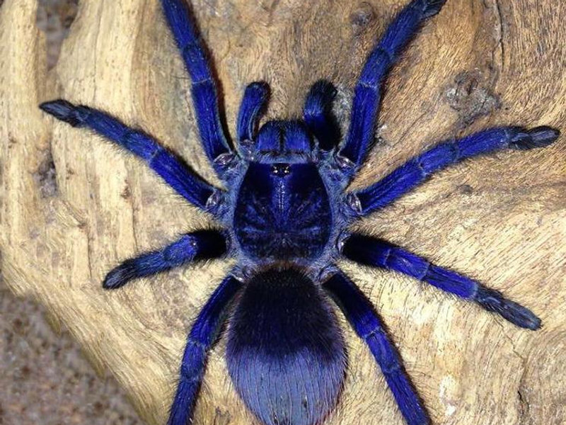 Brazilian blue velvet tarantula