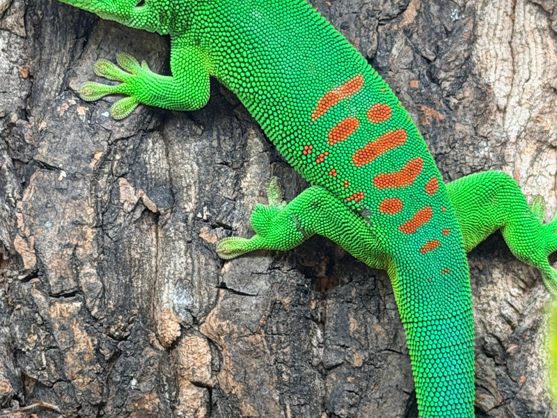 Giant day gecko