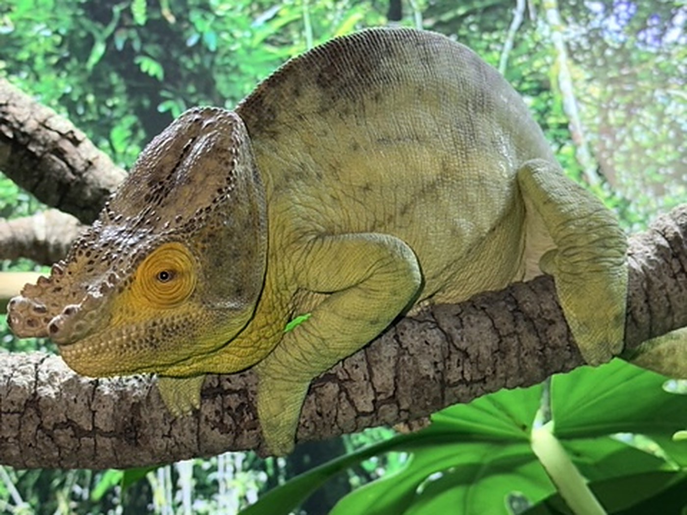 Parson's chameleon in the collection