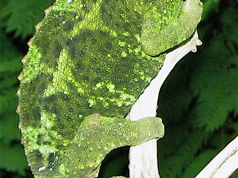 Jackson's chameleon