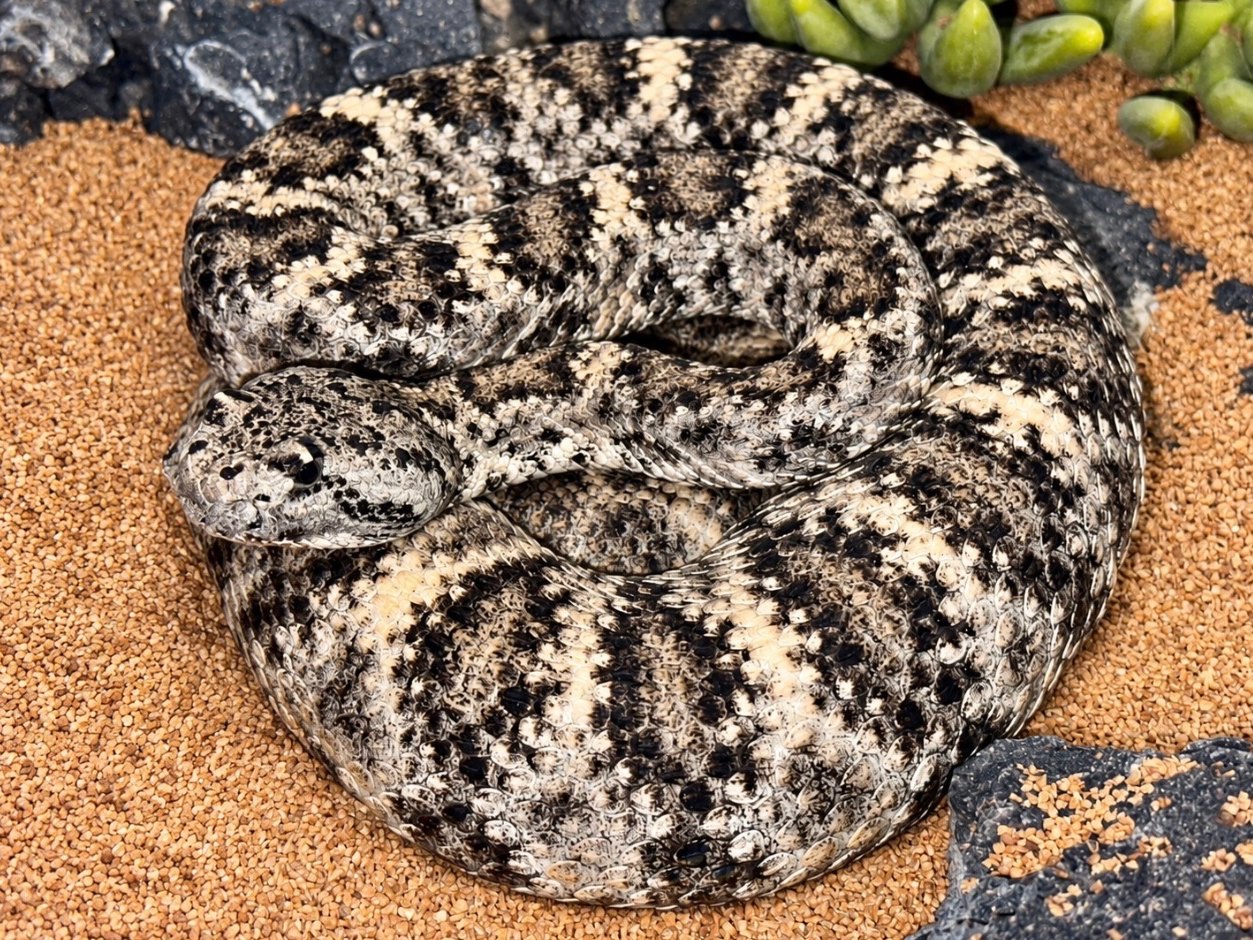 Speckled rattlesnake