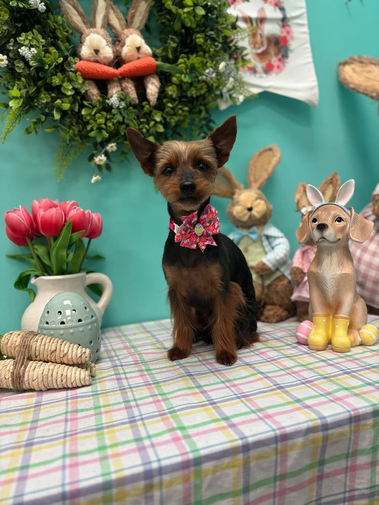 Real dog grooming result at Pacino's Pet Pantry & Spa in Winter Springs, FL